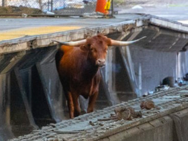 Watch: New Jersey Trains Delayed as Loose Bull Trots Down Tracks - Vimarsana News