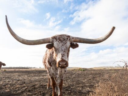 Dead Longhorn Found at Oklahoma State Frat House Ahead of Big 12 Championship Game Against Texas