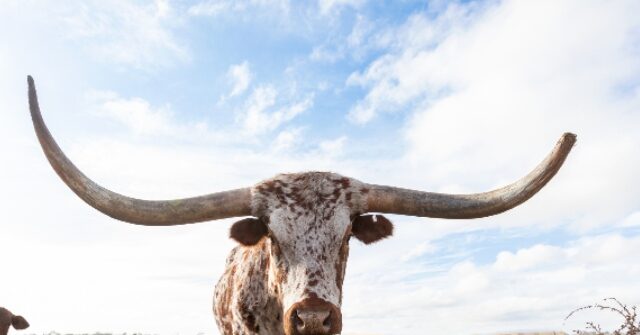 Dead Longhorn Found at Oklahoma State Frat House Ahead of Big 12 Championship Game Against Texas