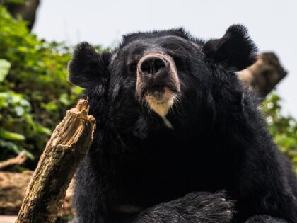 The Asian black bear (Ursus thibetanus), also known as the Asiatic black bear, moon bear a