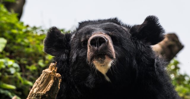 CNN Blames Climate Change for ‘Record’ Bear Attacks in Japan