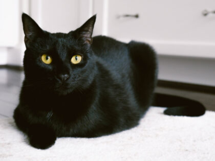 Closeup of black cat sitting on kitchen rug.