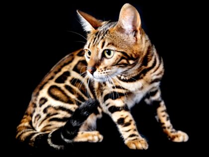 KENILWORTH, ENGLAND - OCTOBER 21: (EXCLUSIVE COVERAGE) Reichel, a Bengal cat is seen in a
