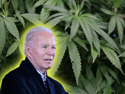 Joe Biden / marijuana plants