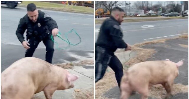 Escaped Pig Named Albert Einswine Leads New Jersey Police on Chase