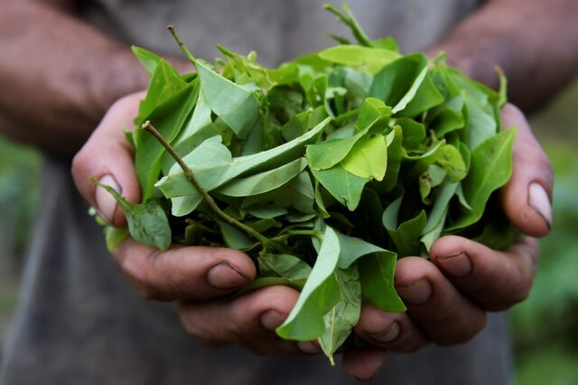 Colombia cultivated a record 230,000 hectares of coca leaf in 2022, and produced 1,738 ton