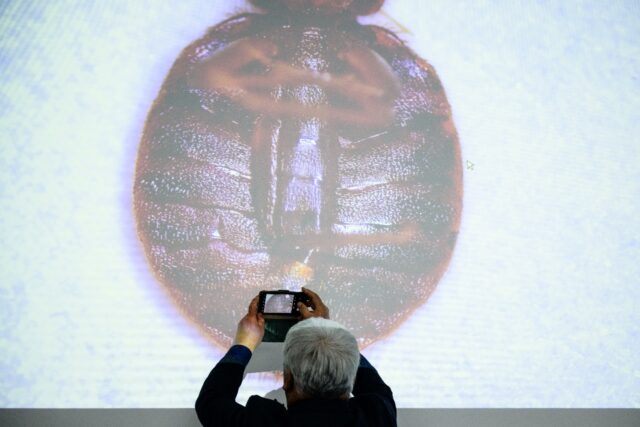 South Korea has seen a surge in bedbug infestations, with more than 100 cases reported sin