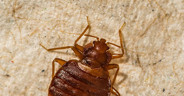 Orkin: Chicago Ranks Number One Worst City in U.S. for Bed Bugs