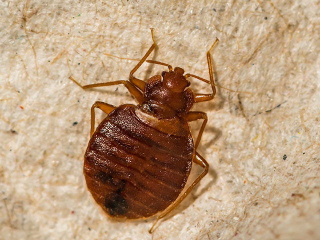 Orkin: Chicago Ranks Number One Worst City in U.S. for Bed Bugs - Vimarsana News