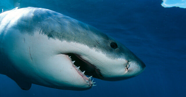WATCH - Researchers: Newborn Great White Shark Spotted Off California Coast