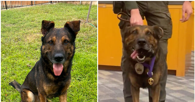 VIDEO: Texas K9 Awarded Purple Heart After Being Shot in Line of Duty