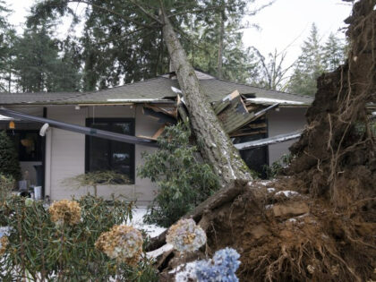 A tree rests on a home after a storm moved through the area on Tuesday, January 16, 2024,