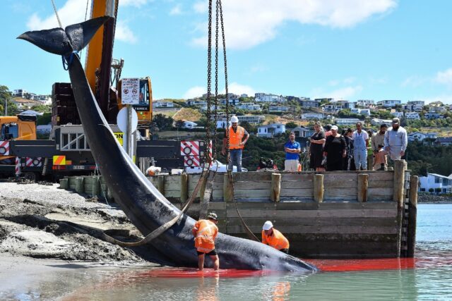 People gather on a New Zealand beach as a young whale that died in a rare stranding is pul
