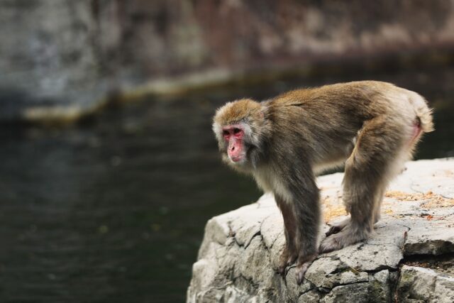 Escaped monkey on the loose in Scottish Highlands - Breitbart
