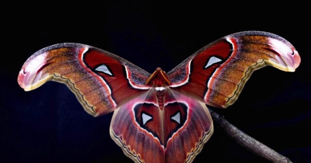 Are Insects Drawn To Light New Research Shows It S Confusion Not   Insects Artificial Lights Photo 2022 Photo By Samuel Timothy Fabian An Atlas Moth Attacus Lorquinii 640x335 