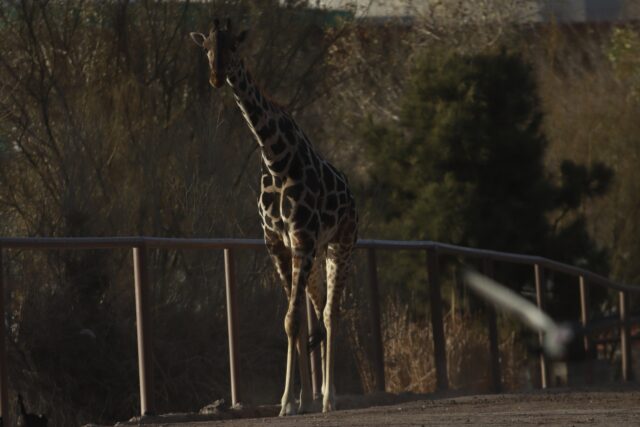 Mexico Saving Benito the Giraffe The Associated Press