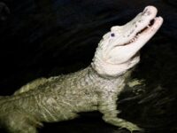 VIDEO: Omaha Zoo Removes 70 Coins from Alligator’s Belly