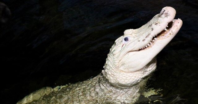 VIDEO: Omaha Zoo Removes 70 Coins from Alligator's Belly