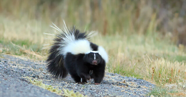 Michigan Man Dies of Rabies After Kidney Transplant from Donor Who Fought Skunk