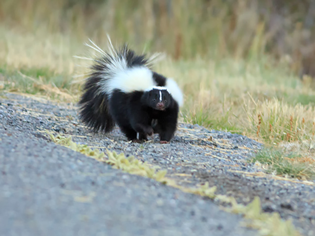 WATCH: Driver Rescues Skunk with Head Trapped in Cup from Roadway - Vimarsana News