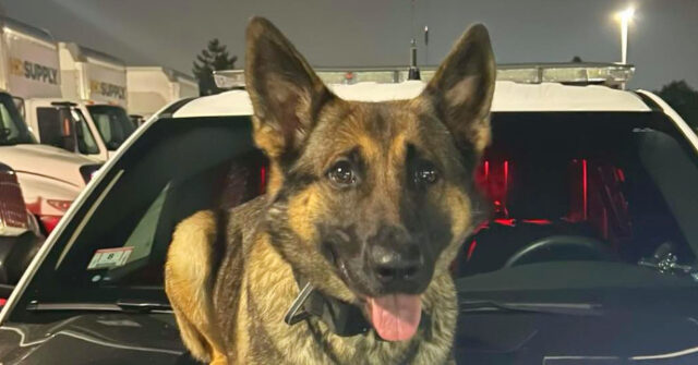 Police: K9 German Shepard Tracks Down Missing Massachusetts 12-Year-Old