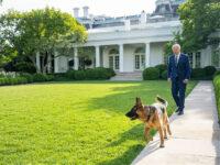 Report: Joe Biden’s Dog, Commander, Involved in 24 Biting Incidents