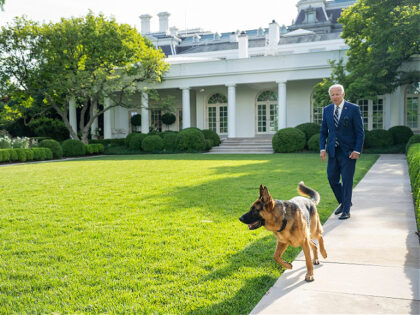 President Joe Biden walks with his dog Commander, Tuesday, June 21, 2022, in the Rose Gard