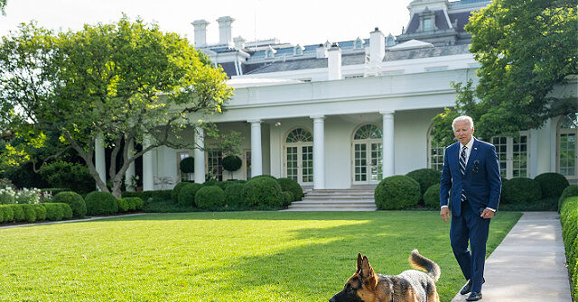 NextImg:Report: Joe Biden's Dog, Commander, Involved in 24 Biting Incidents