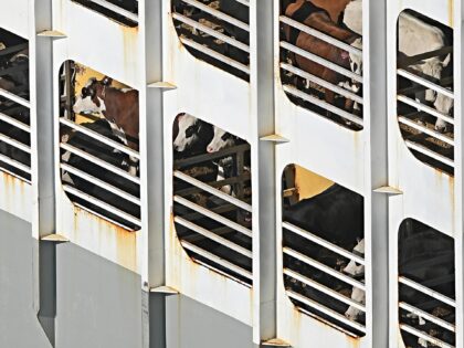NAPIER, NEW ZEALAND - NOVEMBER 19: Cattle are visible in onboard pens as the livestock tra