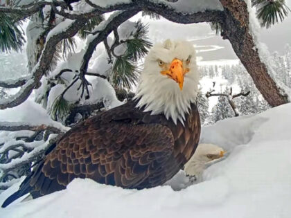 The viral bald eagle of Big Bear Lake, California, has gained even more popularity after s
