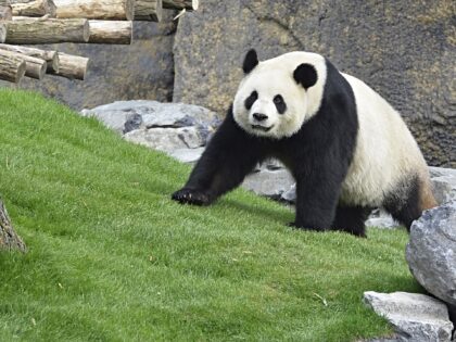 The giant panda Hao Hao walks in its enclosure as the Belgian king and Chinese President v