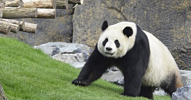 NextImg:Rare Biden Diplomacy Win! China to Send Pandas to San Diego