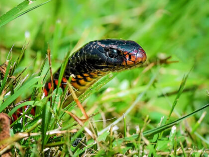 Red Bellied Black Snake - stock photo