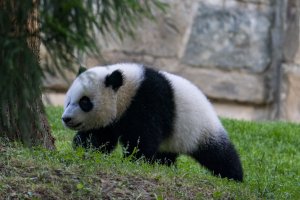 China signs giant panda conservation agreement with San Diego Zoo