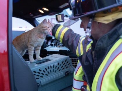 Firefighter and cat