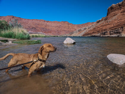 dog in the Colorado River