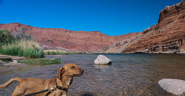 Veterinarians Warn of Deadly Dog Parasite in Colorado River