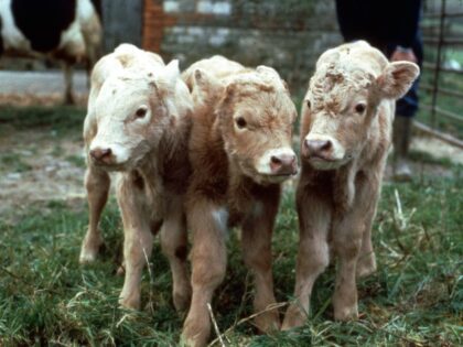 The triplets born to Liberty, the Fresian cow at Ross Daniell's Farm in Chapmanslade,