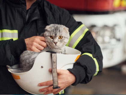 cat firefighter
