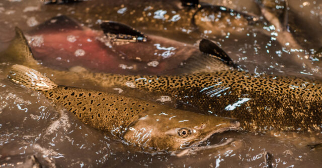 More Than 800,000 Baby Salmon Die After Being Released into California River
