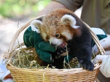 The red panda born on 28.6. 2021 in the Tierpark Berlin is examined by a veterinarian for