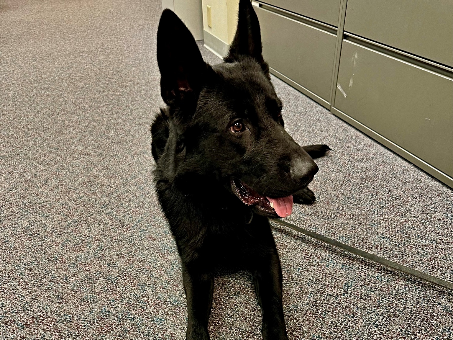 PHOTOS -- 'Good Boy': OR K-9 Makes Huge Back-to-Back Fentanyl Busts - Vimarsana News