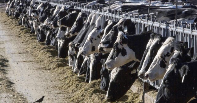 Person is diagnosed with bird flu after being in contact with cows in Texas - Vimarsana News
