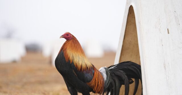 Oklahoma's Push To Weaken Penalties For Cockfighting Is Frustrating ...