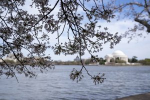 Cherry blossoms hit peak bloom in U.S. capital ahead of festival