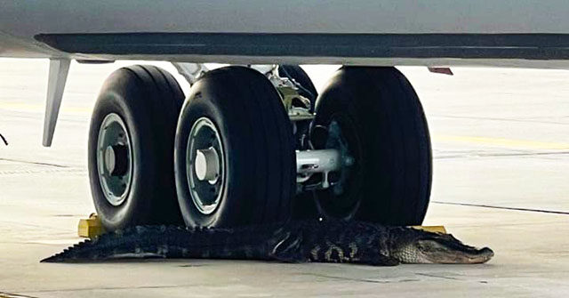 NextImg:WATCH: Florida Alligator Wanders onto MacDill Air Force Base Runway