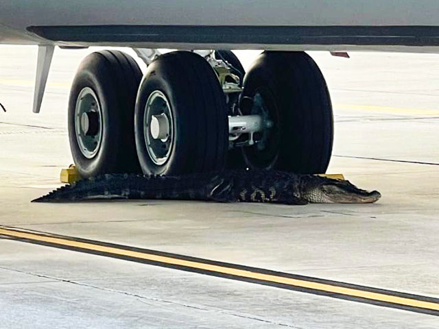 WATCH: Florida Alligator Wanders onto MacDill Air Force Base Runway - Vimarsana News