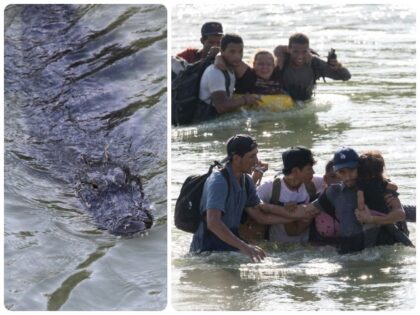 Alligators in Rio Grande (File Photos: Getty Images)