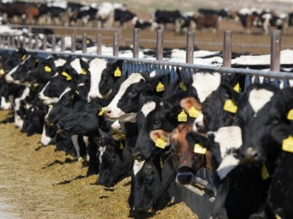 Cows eat a feed mixture at a dairy farm in Elberta, Utah, on Friday, March 11, 2022. The C