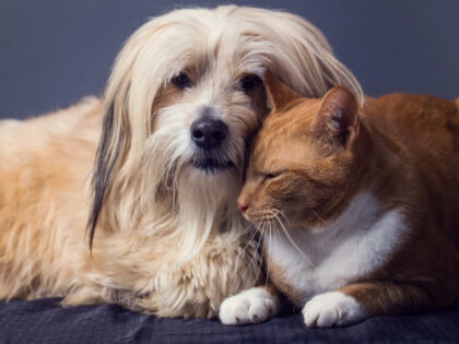 A cat and a dog are sitting together very closely and lovingly.